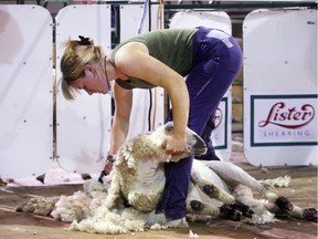 The North American Sheep Shearing Challenge runs today at Stampede.