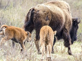 Two bison calves join the herd in Banff National Park. Ten healthy bison calves were born in Banff's backcountry between April and May 2017, bringing the herd number to 26.
