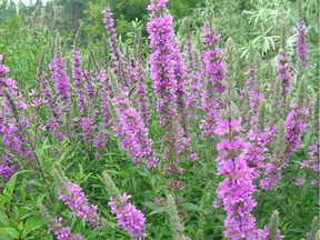 Purple loosestrife, known as ‘the beautiful killer’ is an illegal plant to grow because of its invasive nature. A mature plant can produce 2.5 million seeds and will easily take over ponds, beaches and irrigation canals.