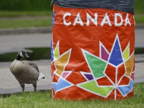 A young Canada goose checks out a trash bin wrapped in a Canada 150 celebration banner.