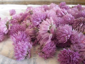 Chive blossoms. For Gardening story from Calgary Horticultural Society.