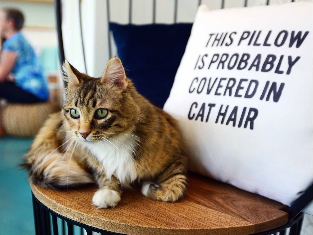 Cats, coffee and cuddles Calgary's first cat café opens in Kensington