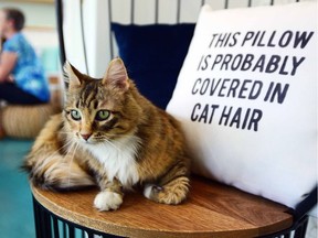 Coffee and cats, the "purrfect" mix for anyone looking to cuddle and get their caffeine fix at Regal Cat Cafe in Kensington (303 - 10th Street NW) in Calgary, Alta., on June 23, 2017. Ryan McLeod/Postmedia Network
Ryan McLeod, Ryan McLeod/Postmedia Network