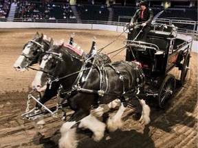 The Heavy Horse Show features majestic working horses.