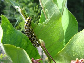 Monarch caterpillar on milkweed.