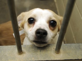 A dog puts on the puppy eyes at the SPCA Edmonton Animal Shelter in this file photo.