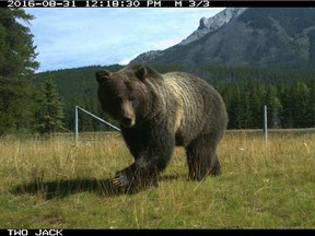 A grizzly bear in Banff National Park was captured on a remote camera.
