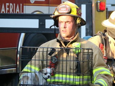 A Firefighter carries a dog that was rescued from a two-alarm blaze at 16 St. and 15 Ave. S.W. in the community of Sunalta Monday June 5, 2017 in Calgary, AB. DEAN PILLING/POSTMEDIA