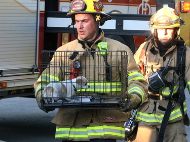 A firefighter carries a dog that was rescued from a two-alarm blaze at 16 St. and 16 Ave. S.W. in the community of Sunalta Monday June 5, 2017.