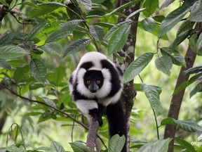 A black-and-white ruffed lemur strolls in the treetops of Madagascar. Photo courtesy Calgary Zoo