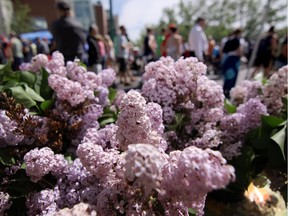 The lilacs were in fine form for the 2015 edition of the Lilac Festival. This year's goes Sunday.