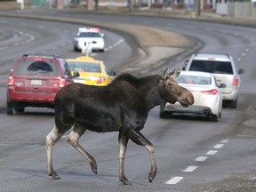 A moose crosses 36th Street S.E. near Peigan Trail in Calgary on Feb. 14, 2015. Calgary police are warning the public not to approach moose in the city limits.