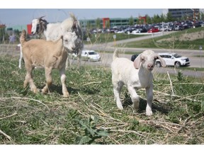 Goats keep busy on the land for University District.