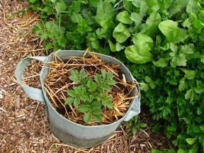 Not too late to plant potatoes this summer. Pull off long sprouts and put them in ground or in a pot like this root pouch.