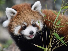 File photo of a red panda at the Calgary Zoo.