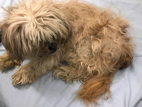 This male Shih Tzu was found tied to a post outside the Calgary Humane Society on Thursday.
