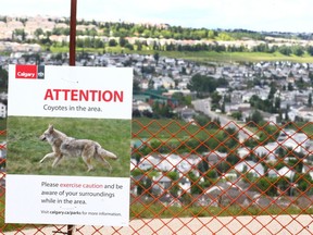 A fenced off pathway area in northwest Calgary warns pedestrians, cyclists and hikers fo potentially dangerous coyote activity is shown on Sunday June 18, 2017. The area has been closed since mid-May, 2017 becaus of coyote dens in the area. Jim Wells//Postmedia