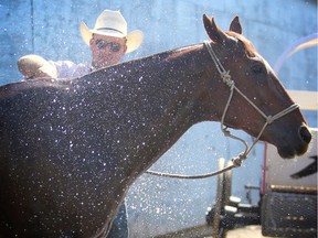 Dakota Eldridge cools off his horse Rusty before competing in Steer Wrestling at the Calgary Stampede on Friday July 7, 2017. Leah Hennel/Postmedia