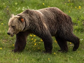 A grizzly walks through the woods in the Harold Creek valley west of Water Valley on Monday May 29, 2017. Mike Drew/Postmedia