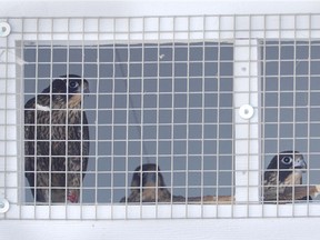 Three baby peregrine falcons have been brought in by the South Calgary Health Campus in an attempt to deal with messy pigeons roosting on the roof.  The raptors have been living in a custom-made pen on the hospital rooftop, which will be opened when theyÕre old enough to fly. For a City story by Eva Ferguson. KERIANNE SPROULE/POSTMEDIA

Postmedia Calgary Stampede2017
Kerianne Sproule, Al Charest/Postmedia