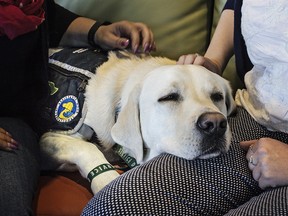 Webster, one of the Sheldon Kennedy Child Advocacy Centre’s two trauma dogs, rests on the lap of his new primary handler, Emily Synnott.
