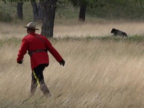 Damian Gillis was vacationing in Waterton Lakes National Park when he took this photo of a mountie chasing a bear from the town site.