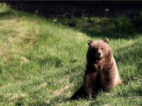 JUNE 16, 2014 -- No. 148, a young female grizzly rests at the Fairmont Banff Springs Golf Course in Banff National Park on June 11, 2014. Photo by Leah Hennel/Calgary Herald (For City story by Colette Derworiz)
Leah Hennel, Calgary Herald