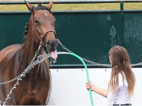 Anya Bereznicki gives horse Zoey a drink after a cooling shower at the Spruce Meadows North American on Saturday July 8, 2017.
