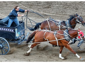 Chanse Vigen driving the chuckwagon for Go Pivot/Regent Protection in heat one of the 2017 GMC Rangeland Derby at the Calgary Stampede.