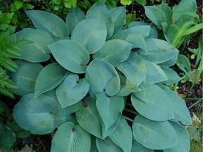 Hosta is suitable for thin or dappled shade.