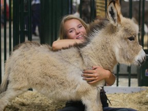 Jessica Hansen, 14, snuggles one of two baby miniature donkeys that have been on display at the Calgary Stampede for the first four days. The public was being asked to help name the babies, and the chosen names will be announced by the Calgary Stampede. KERIANNE SPROULE/POSTMEDIA