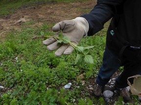 Stinging nettles don't look edible, but once they're properly prepared, they taste like "spinach on steroids," says Chef Farkas. For foraging story by Valerie Berenyi.