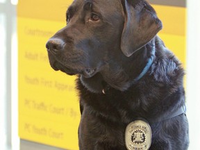 Hawk, the Calgary Police trauma canine. Jim Wells/Postmedia Network