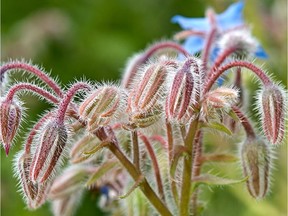 Borage (Borago officinalis) made a good fodder for chickens and geese, and was sought out by bees and other pollinators.