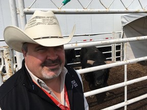 Dr. Ed Pajor of the University of Calgary, studying animal stress levels at the Calgary Stampede. Bill Kaufmann/Postmedia
/Postmedia