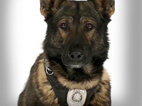 A photo of Jester taken from the Calgary Police Foundation website.