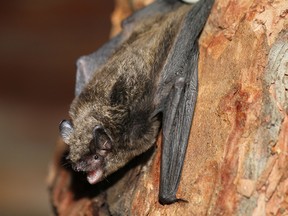 Long-legged myotis, one of six species of bats found in Kootenay National Park.