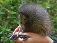 Visitors can see a baby kiwi bird up close on a kiwi discovery walk at Cape Kidnappers resort.