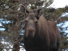 Photo of Moose - Nature Conservancy of Canada lands in Chignecto Isthmus, the land bridge that links Nova Scotia to New Brunswick. (photo by Mike Dembeck)