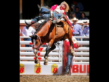 Nebraska cowboy Steven Dent on a horse called Waskasoo Soot during the bareback event at the Calgary Stampede rodeo. AL CHAREST/POSTMEDIA