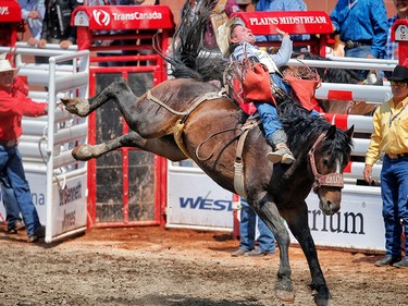 Texas cowboy Bill Tutor rides Zestless Margie to a score of 83 in the bareback event at the Calgary Stampede rodeo. AL CHAREST/POSTMEDIA