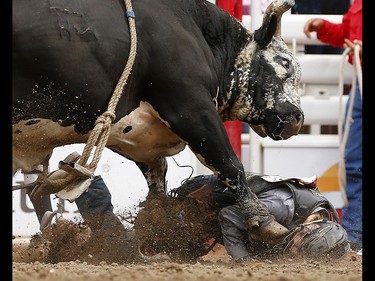 Timothy Lipsett of Lumsden, Saskatchewan is bucked off True Colors during bull riding at the Calgary Stampede, Saturday July 15, 2017. Leah Hennel/Postmedia