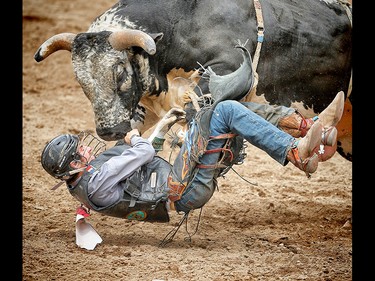 Bull rider Tim Lipsett rode True Colors to a score of 80 points at the Calgary Stampede rodeo. AL CHAREST/POSTMEDIA