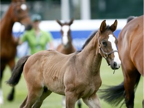 Three foals are introduced to the crowd during a break in competition at Spruce Meadows in Calgary. The public is invited to submit names for three colts born this year.