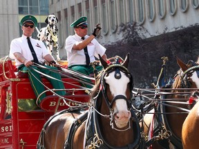 The Budweiser wagon is pictured as thousands came out to watch the 105th Calgary Stampede Parade in downtown Calgary to kickoff The Greatest Outdoor Show on Earth on Friday July 7, 2017.