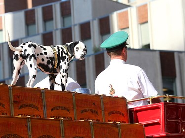 The Budweiser wagon as thousands came out to watch the 105th Calgary Stampede Parade in downtown Calgary to kickoff The Greatest Outdoor Show on Earth on Friday July 7, 2017. DARREN MAKOWICHUK/Postmedia Network