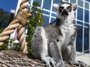 A lemur is shown in the new exhibit at the Calgary Zoo in Calgary on Wednesday July 5, 2017. Jim Wells//Postmedia