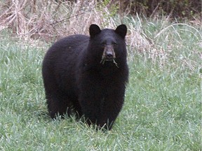 FILE - In this April 22, 2012 file photo, a black bear grazes in a field in Calais, Vt. A black bear attacked a 19-year-old staffer at a Colorado camp as he slept early Sunday, July 9, 2017. Black bears arent usually aggressive but they recently attacked a woman in a popular hiking area in Idaho and killed two people in Alaska.  (AP Photo/Toby Talbot/File) ORG XMIT: COCS401