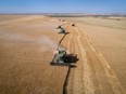 Combine from Stahlville Colony harvest certified seed wheat near Rockyford on Monday August 28, 2017. Mike Drew/Postmedia