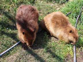 Beaver 17-536, left, and 16-946 at Alberta Institute for Wildlife Conservation facility in Calgary.